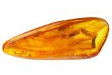 Two Fossil Caddisflies and Two Flies in Baltic Amber #159765-1